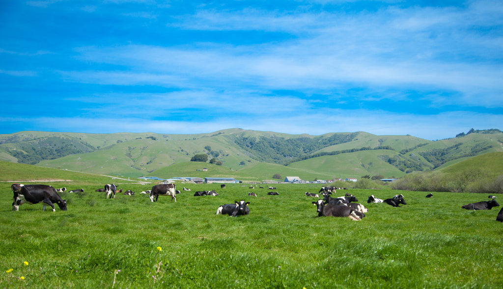 Nicasio Valley Cheese Co. photo
